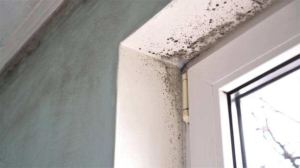 Best Mold Prevention Services  in Fort Worth, TX